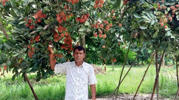 বিদেশি রামবুটান চাষে সফল নবাবগঞ্জের আব্দুর রহমান