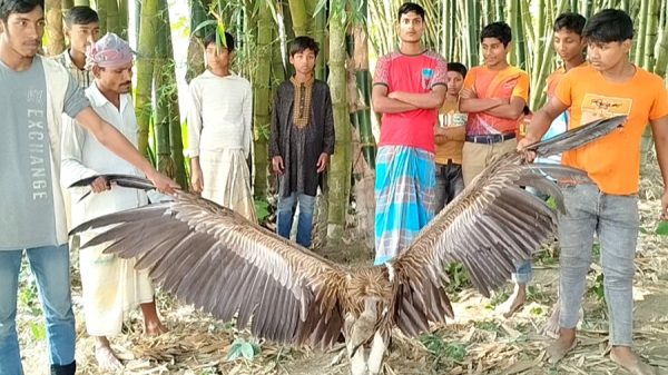 ফুলবাড়ীতে বিরল প্রজাতির শকুন উদ্ধার