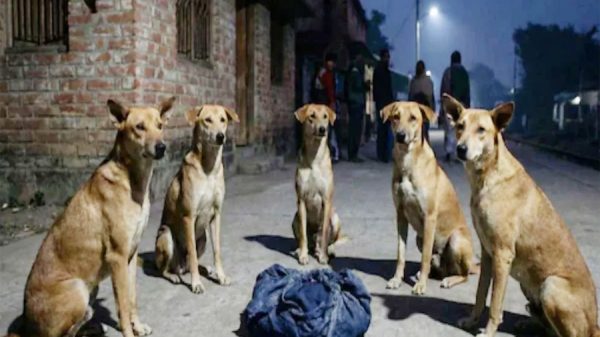 রাস্তায় ফেলে যাওয়া নবজাতককে সারা রাত পাহারা দিল বেওয়ারিশ কুকুর